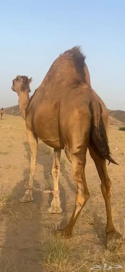 ناقه لقحه ملاقي(( تم البيع )) 0