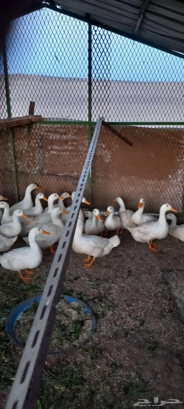 بط بكيني 0