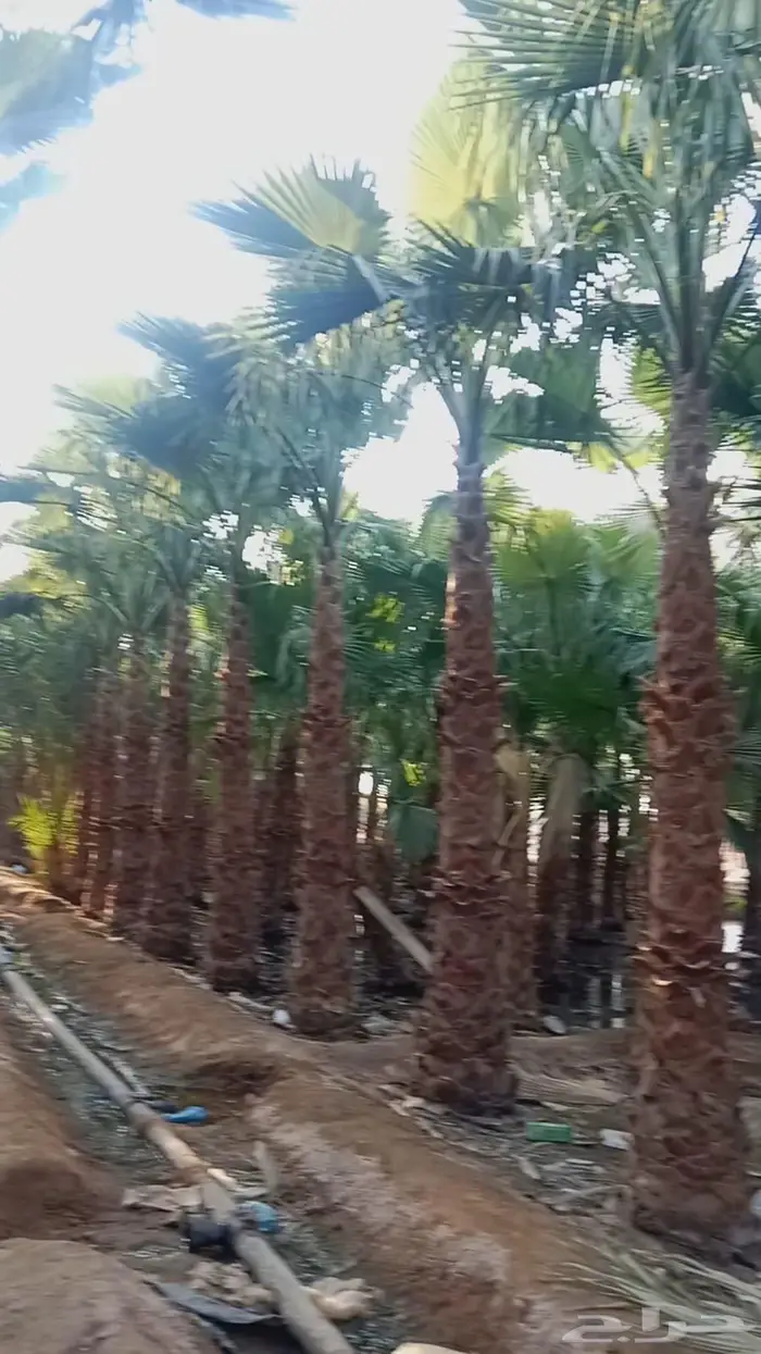 نخيل واشنطوني 1