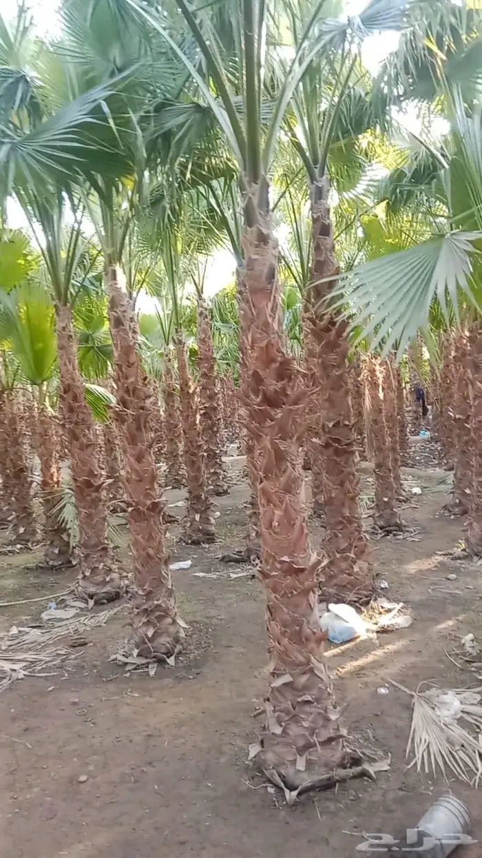 نخيل واشنطوني 0