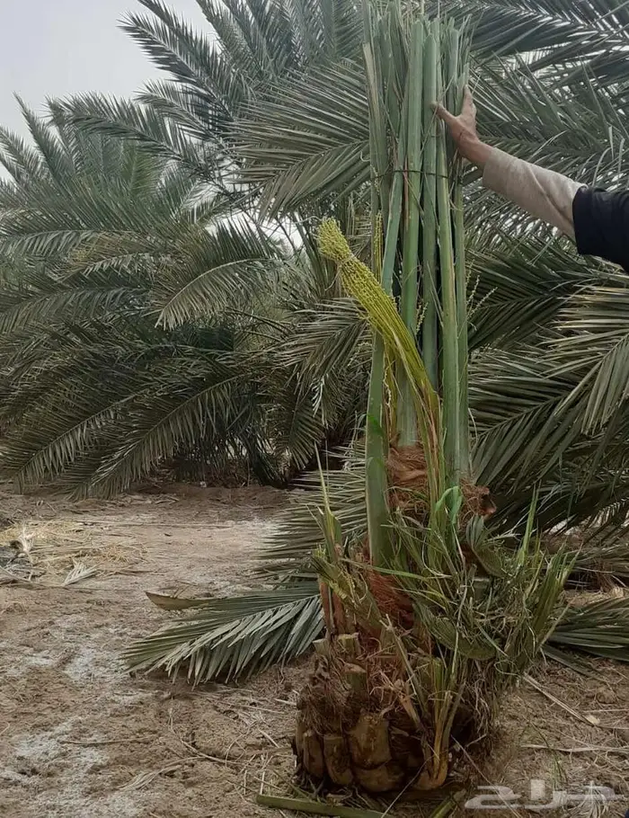 نخل مثمر للبيع نخيل صقعي مجدول اخلاص سكري نخل واشنطني 6