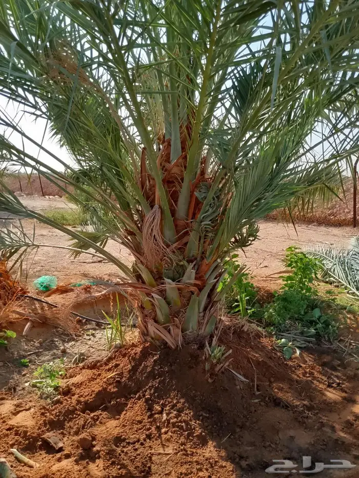 نخل مثمر للبيع نخيل صقعي مجدول اخلاص سكري نخل واشنطني 1