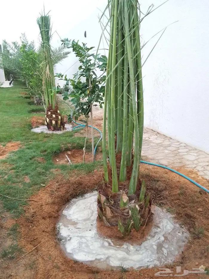 نخل مثمر للبيع نخيل صقعي مجدول اخلاص سكري نخل واشنطني 4