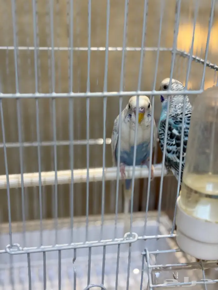 طيور بادجي زوج نظيف ب 80 ريال بس 1