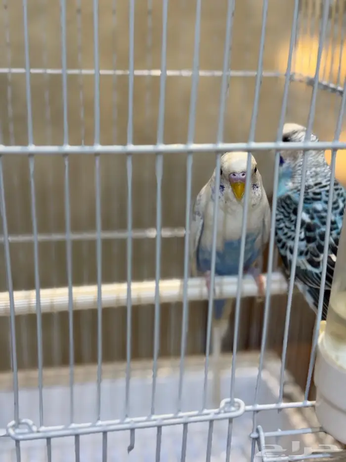طيور بادجي زوج نظيف ب 80 ريال بس 2