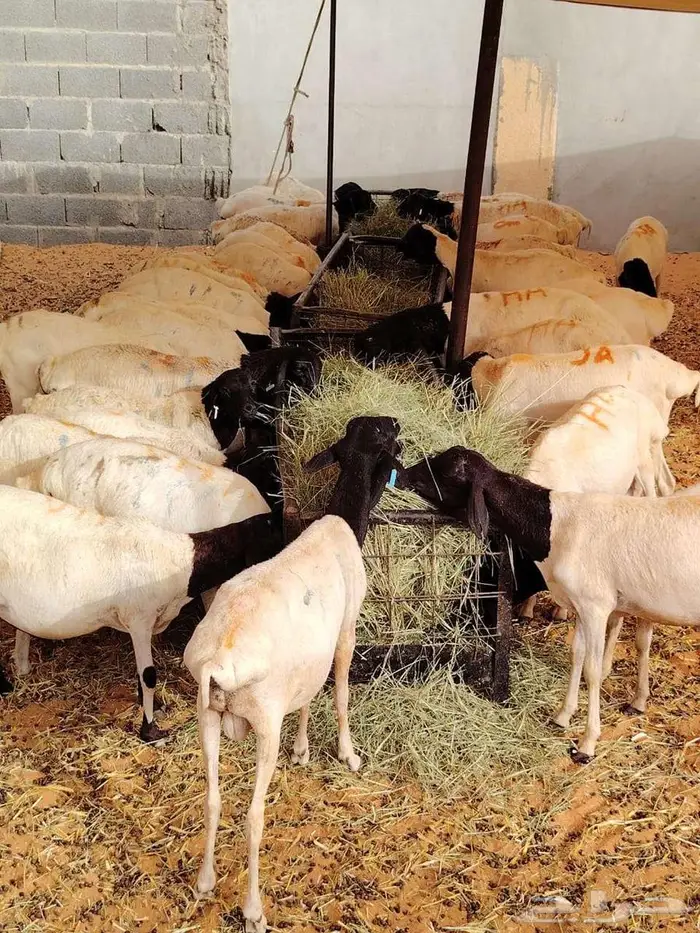 ما شاء الله طليان بربري وتيوس 2