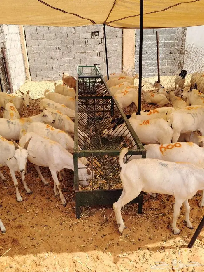 ما شاء الله طليان بربري وتيوس 4