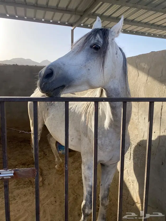 حصان و مهره 6