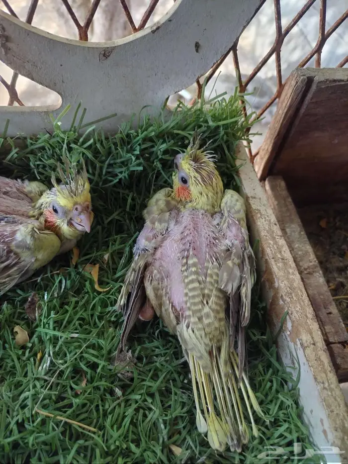 فرخين كروان فراشه 1