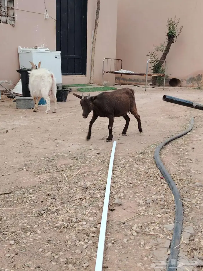 تيس وجفره مع أمها والام ودافع بإذن الله 18