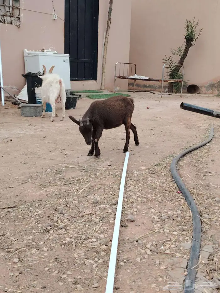 تيس وجفره مع أمها والام ودافع بإذن الله 16