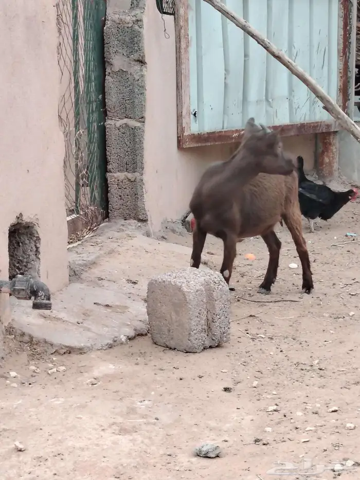 تيس وجفره مع أمها والام ودافع بإذن الله 9