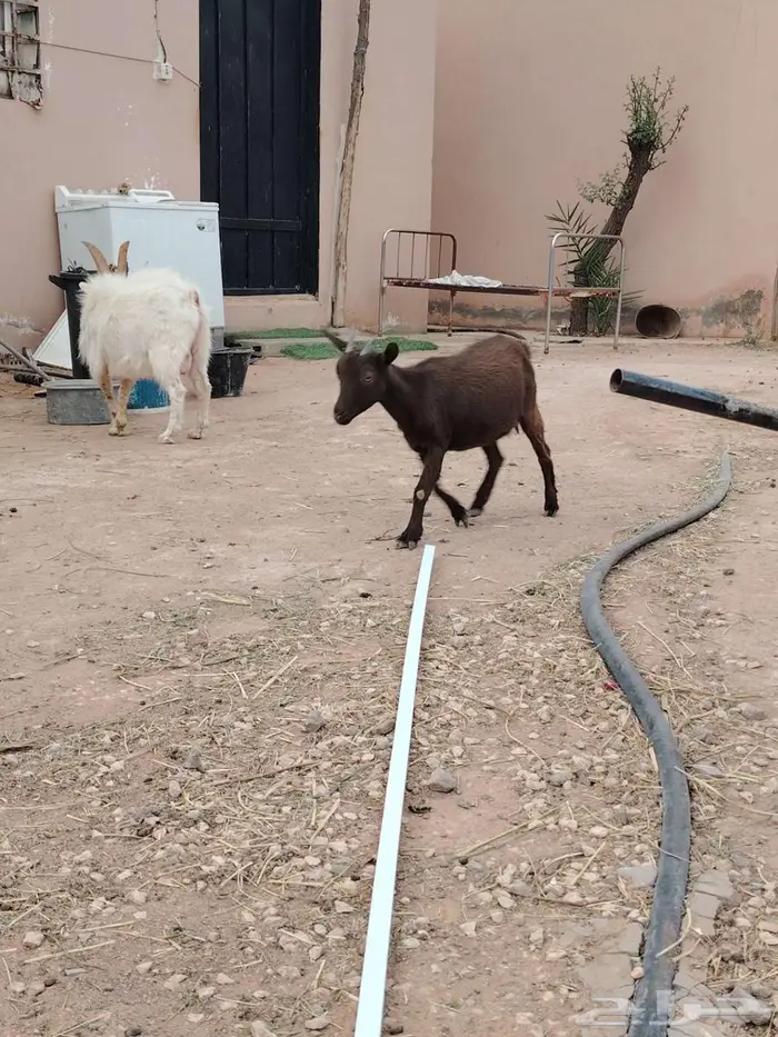 تيس وجفره مع أمها والام ودافع بإذن الله 17