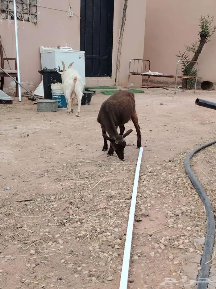 تيس وجفره مع أمها والام ودافع بإذن الله 14