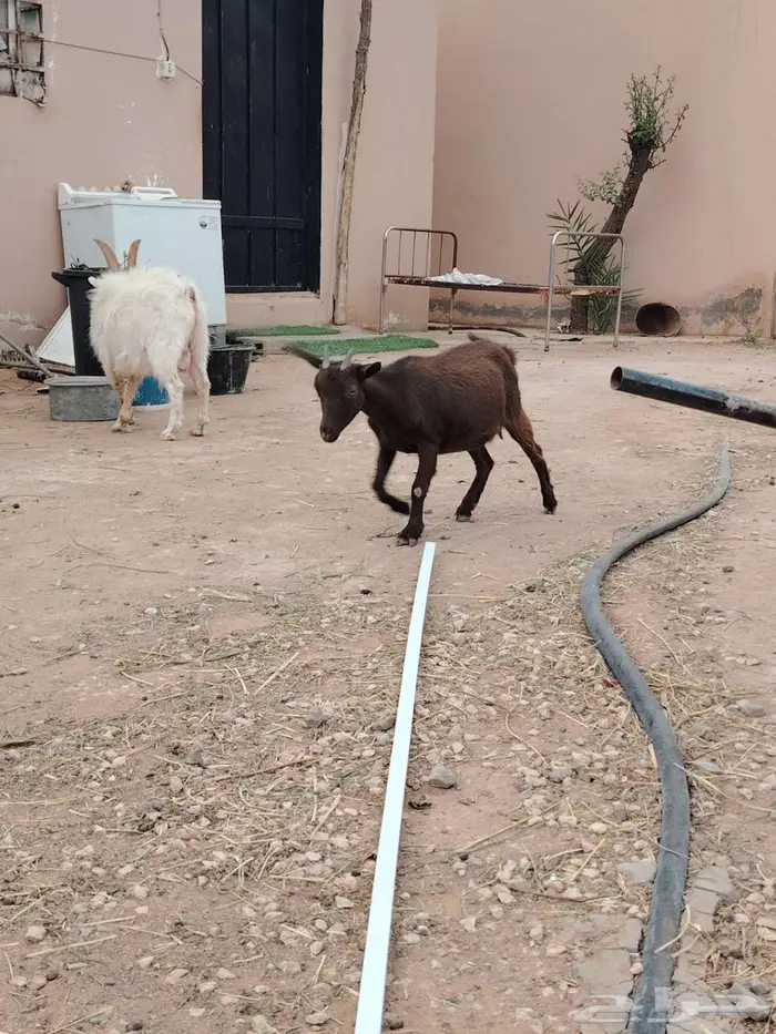 تيس وجفره مع أمها والام ودافع بإذن الله 13