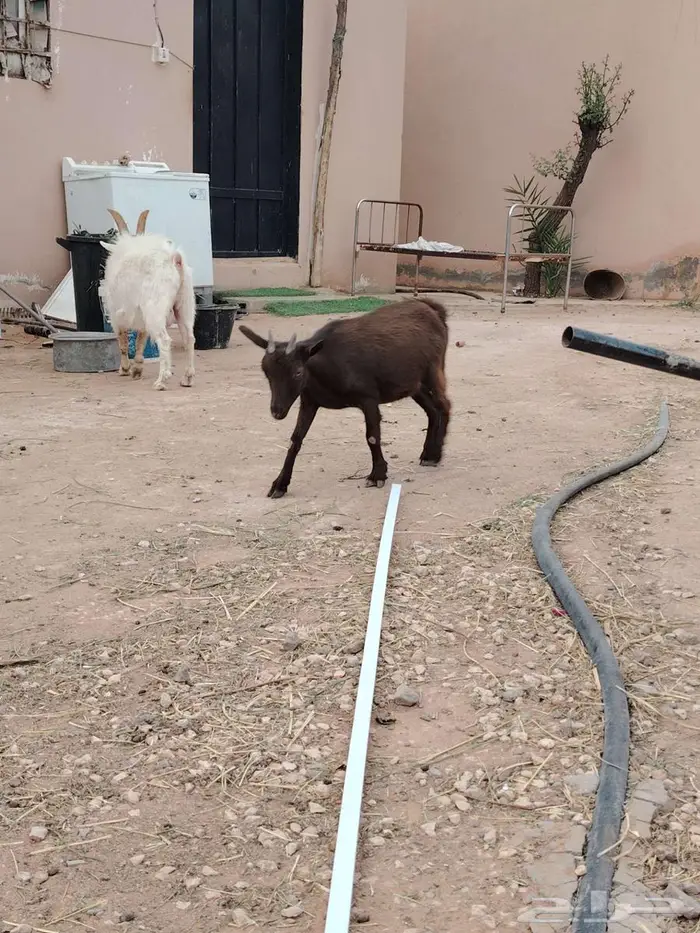 تيس وجفره مع أمها والام ودافع بإذن الله 11