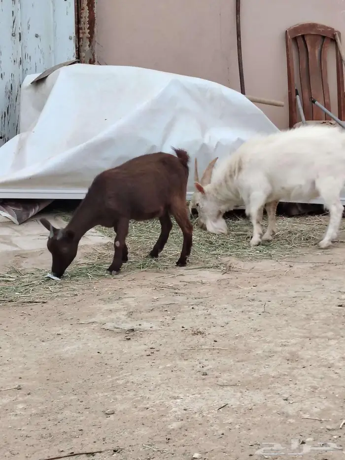 تيس وجفره مع أمها والام ودافع بإذن الله 10