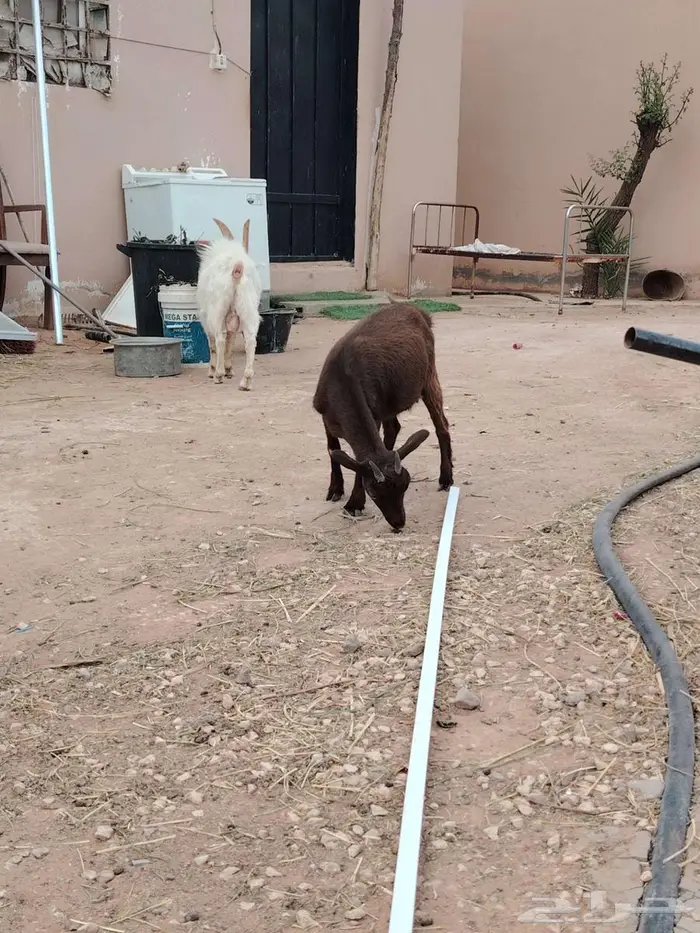 تيس وجفره مع أمها والام ودافع بإذن الله 15