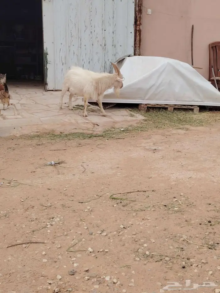 تيس وجفره مع أمها والام ودافع بإذن الله 8