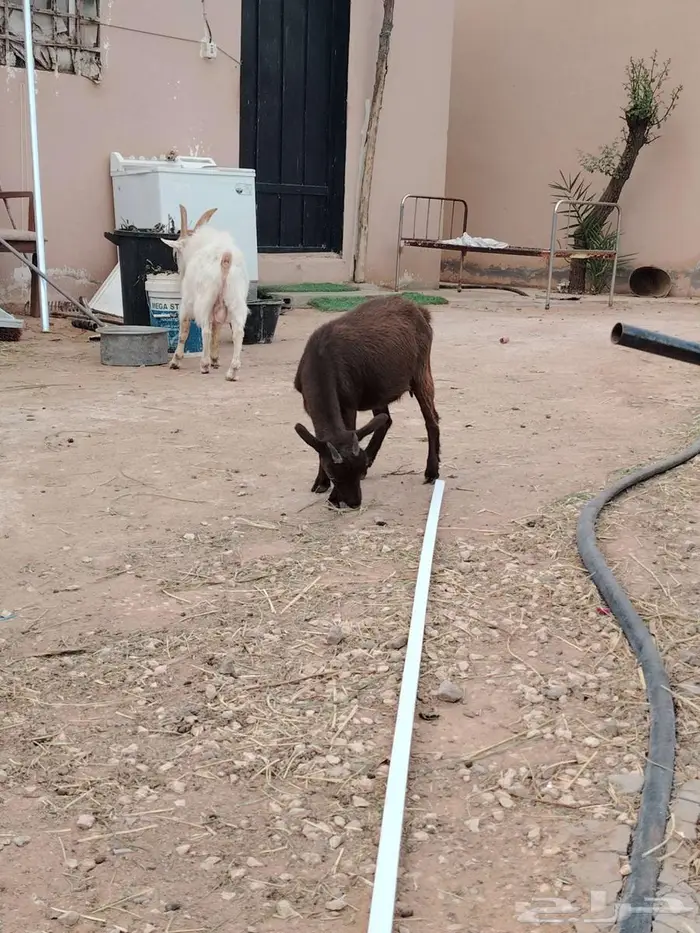 تيس وجفره مع أمها والام ودافع بإذن الله 7