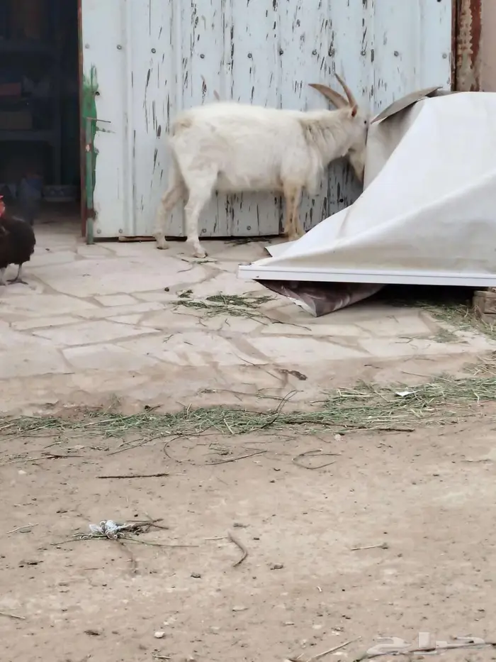 تيس وجفره مع أمها والام ودافع بإذن الله 5