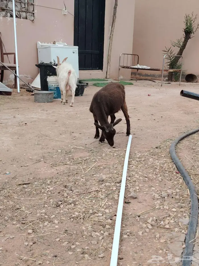 تيس وجفره مع أمها والام ودافع بإذن الله 6