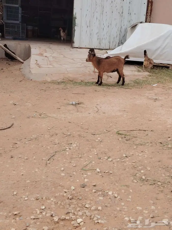 تيس وجفره مع أمها والام ودافع بإذن الله 4