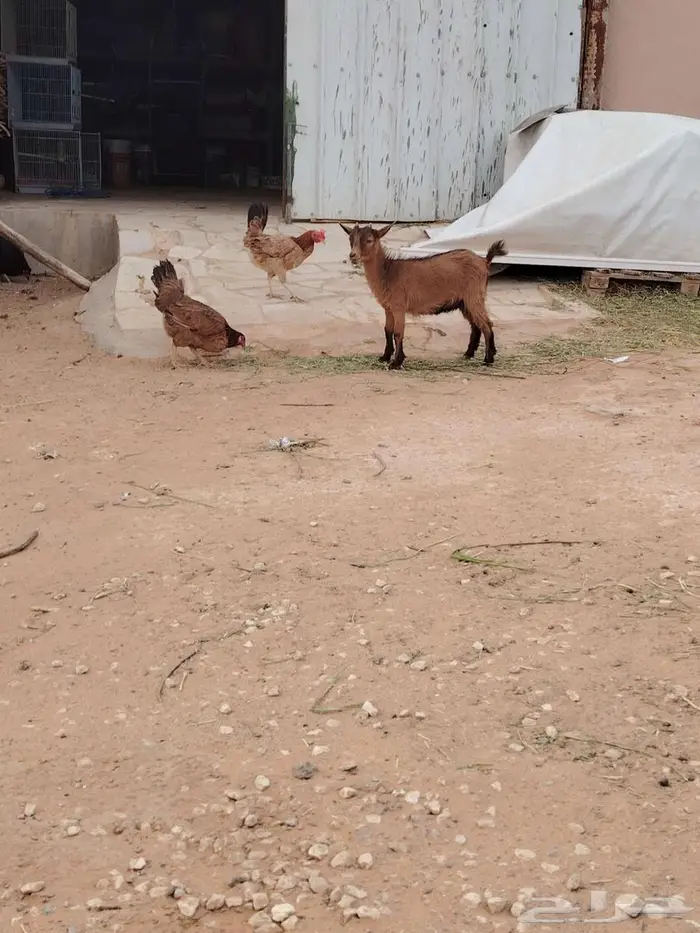 تيس وجفره مع أمها والام ودافع بإذن الله 3