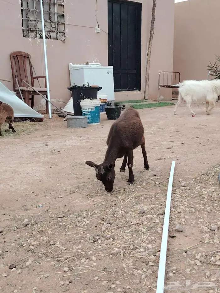 تيس وجفره مع أمها والام ودافع بإذن الله 2