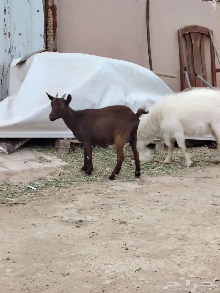 تيس وجفره مع أمها والام ودافع بإذن الله 0