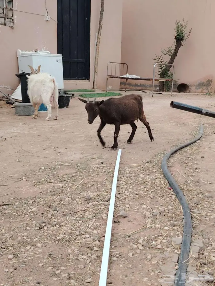 تيس وجفره مع أمها والام ودافع بإذن الله 1