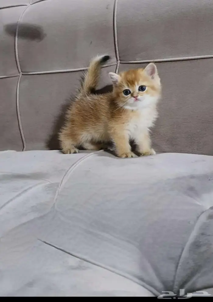 قطط سكوتش وبرتش بيور للبيع 3