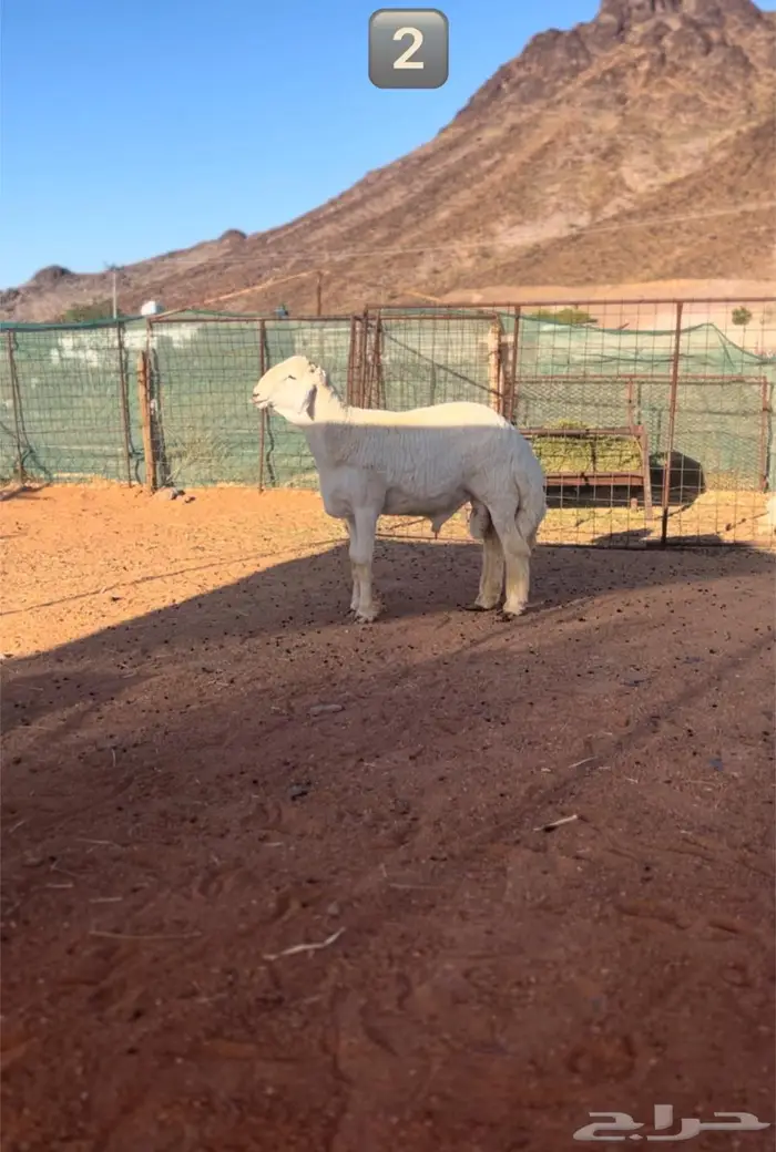 طليان مشاريع فحول صنف 6