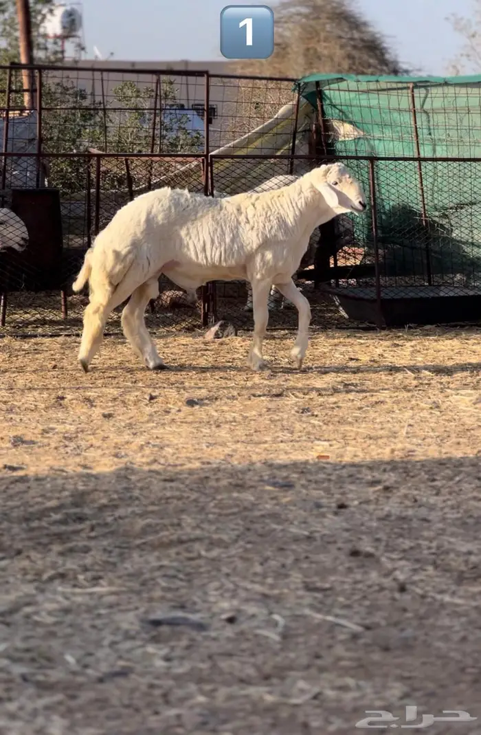 طليان مشاريع فحول صنف 2
