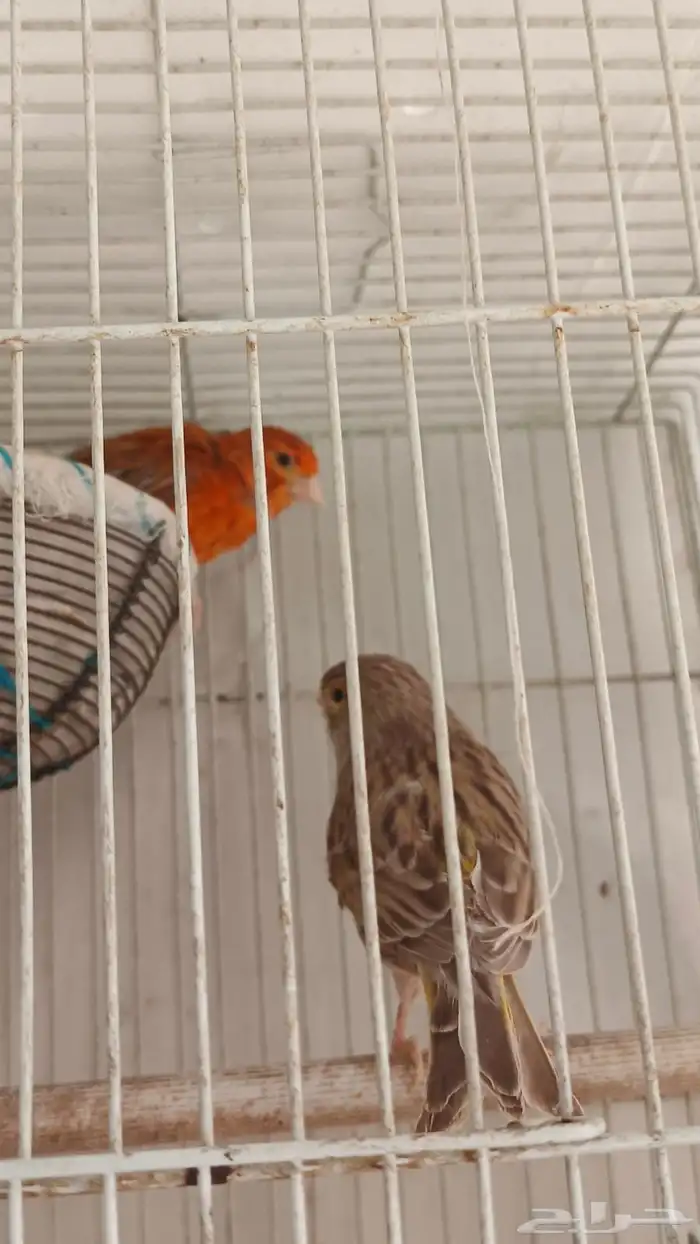 زوج كناري لون نادر وجميل 6