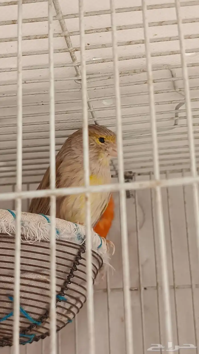 زوج كناري لون نادر وجميل 1