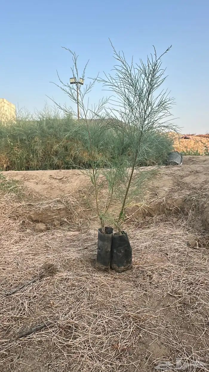 مشاتل الجملة اشجار زينة و اشجار محليه 0