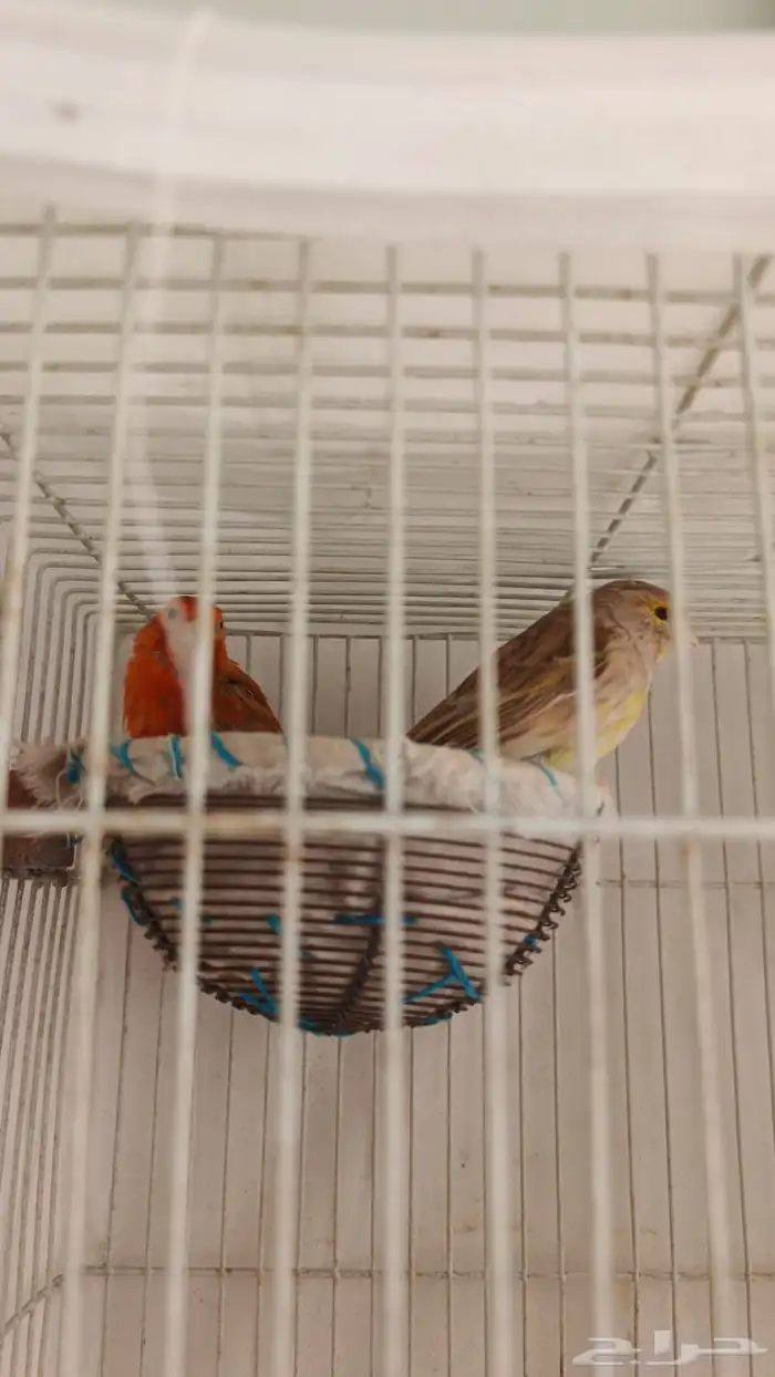 زوج كناري لون نادر وجميل 4