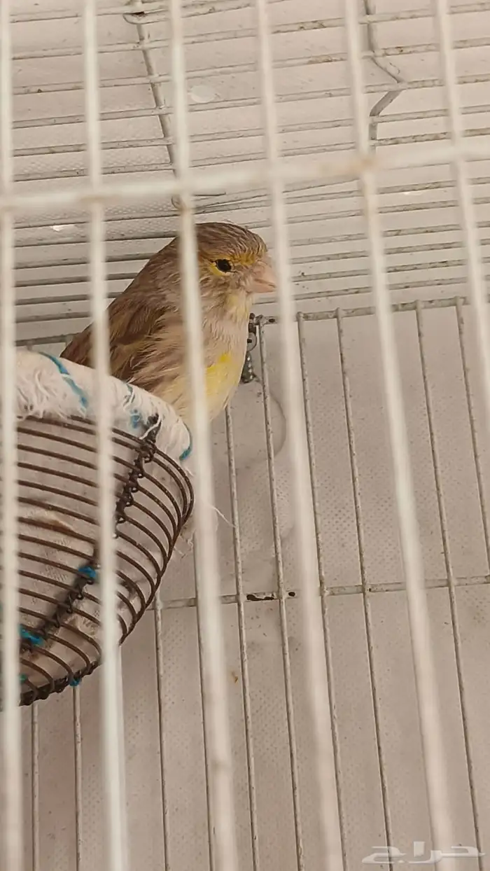 زوج كناري لون نادر وجميل 0