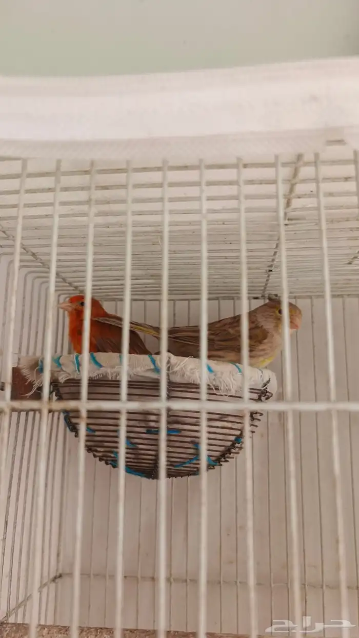 زوج كناري لون نادر وجميل 2