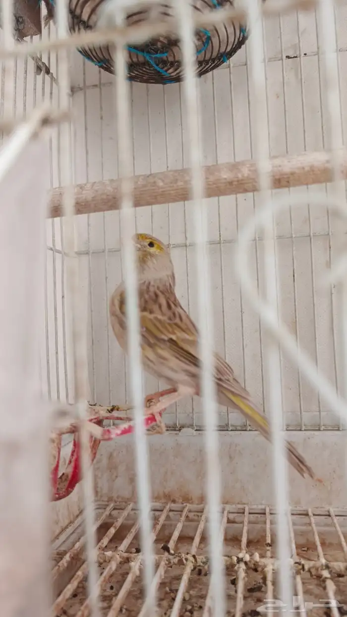 زوج كناري لون نادر وجميل 3