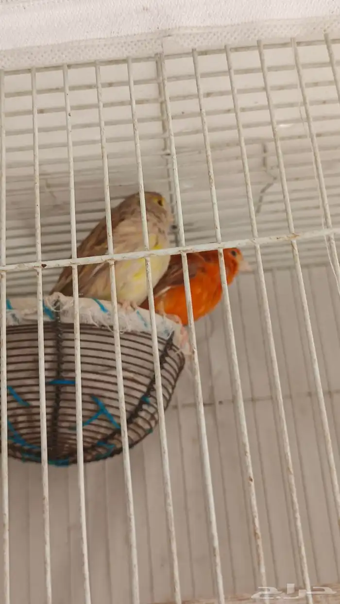 زوج كناري لون نادر وجميل 5