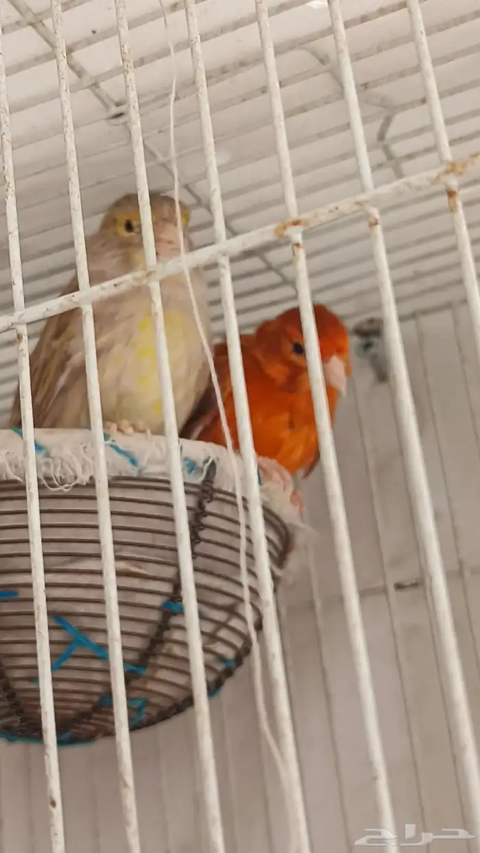 زوج كناري لون نادر وجميل 7