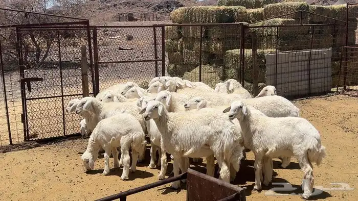 رخال حرش حريه تاسيس امراح 8