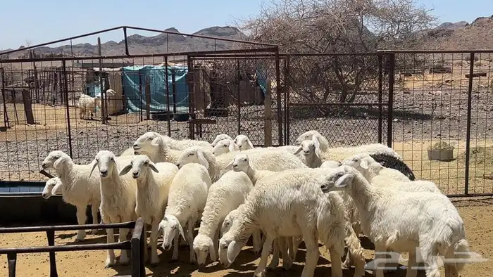رخال حرش حريه تاسيس امراح 9