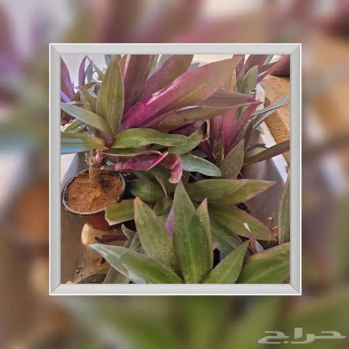 شتلات صبار(الرهيو)الجميلةللبيوت استراحات و الممرات 7 ريال 2