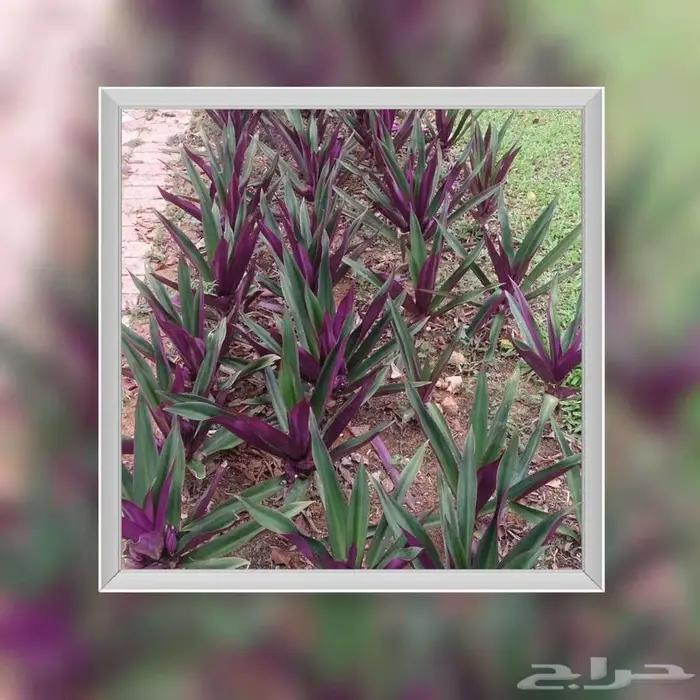 شتلات صبار(الرهيو)الجميلةللبيوت استراحات و الممرات 7 ريال 3