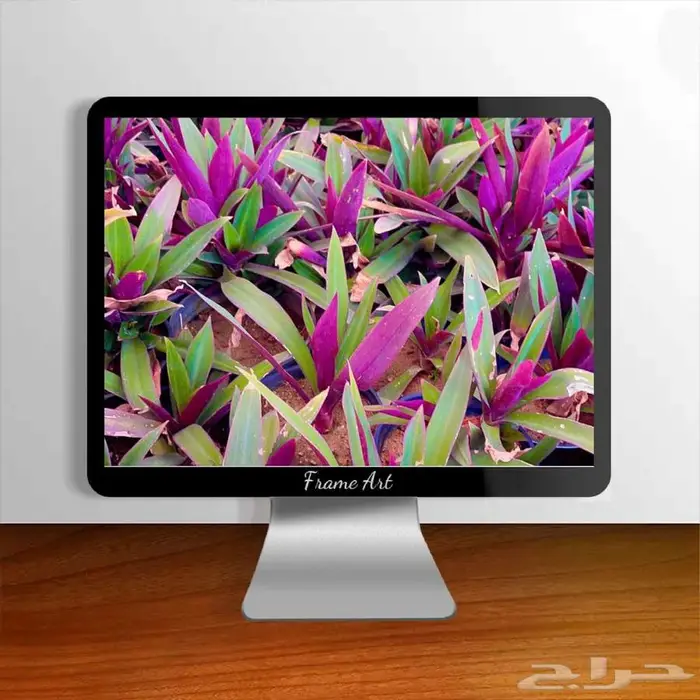 شتلات صبار(الرهيو)الجميلةللبيوت استراحات و الممرات 7 ريال 1