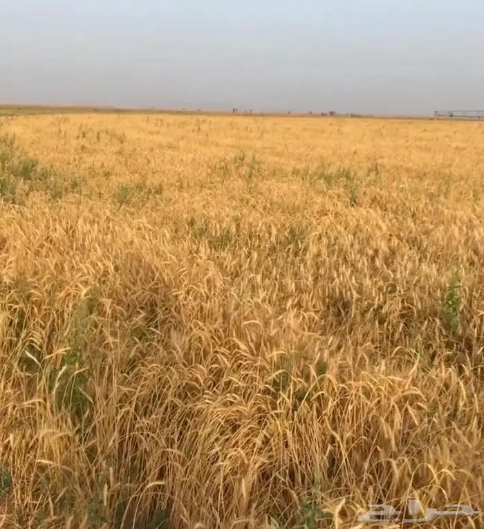 مشروع زراعي للبيع بحائل - الحويض 0