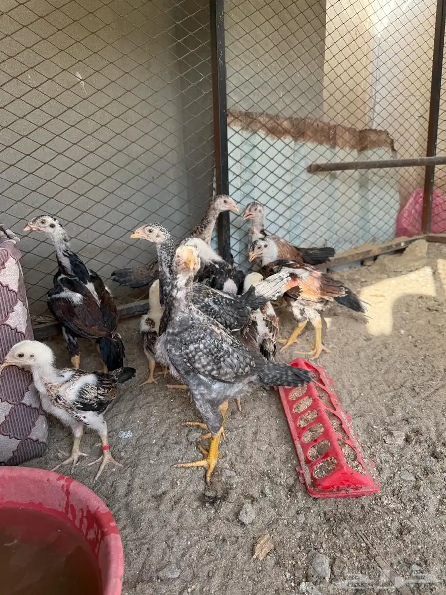 فروخ شامو   برازيلي   سندي ( مستوى توب ) 0
